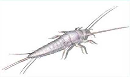 Silverfish Bug