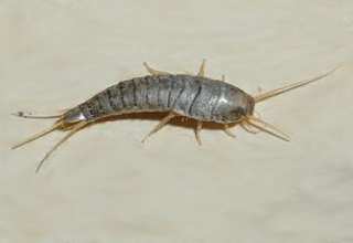 Silverfish Bug